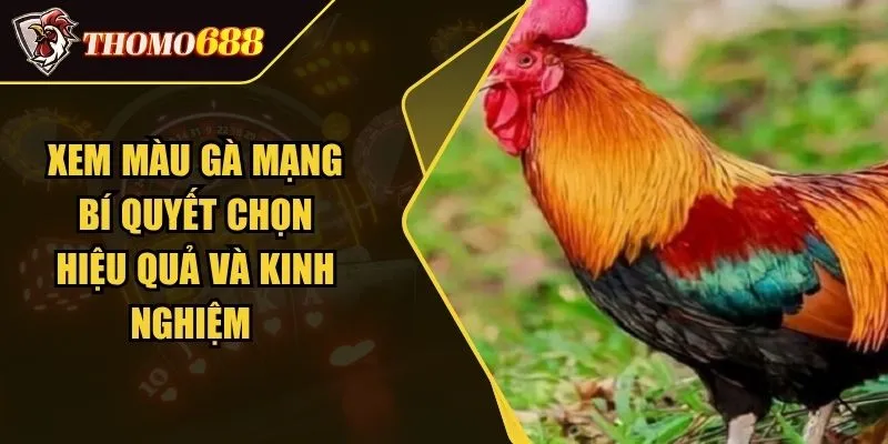 Xem Màu Gà Mạng Bí Quyết Chọn Hiệu Quả Và Kinh Nghiệm 